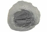 Upper Cambrain Trilobite (Labiostria) - British Columbia #212615-1